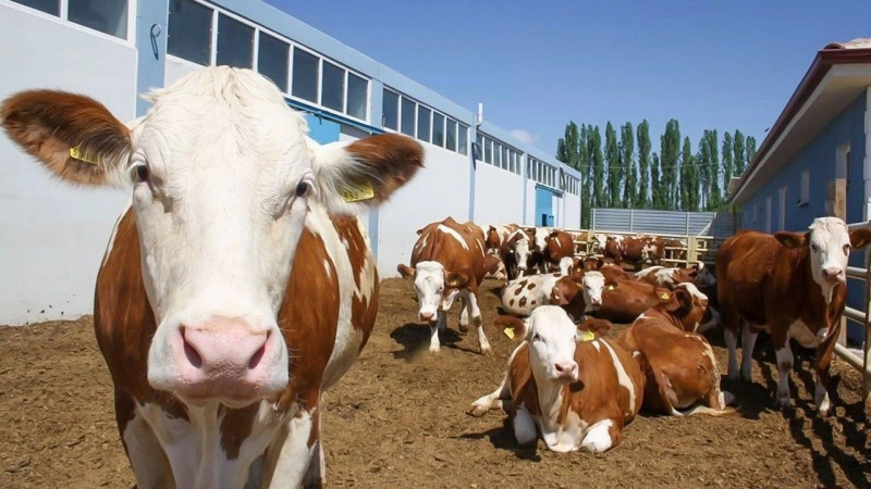 Hayvancılığa Destek Projesine Son Başvuru Tarihi 28 Şubat !