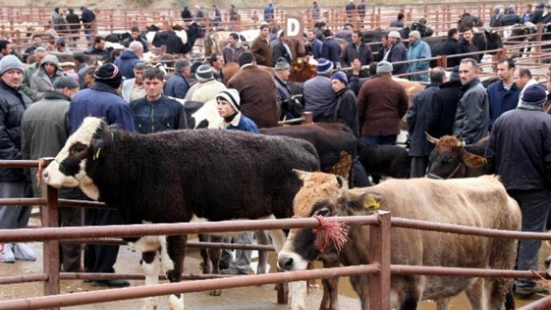 Nevşehir Canlı Hayvan Pazarı Geçici Olarak Kapatıldı !