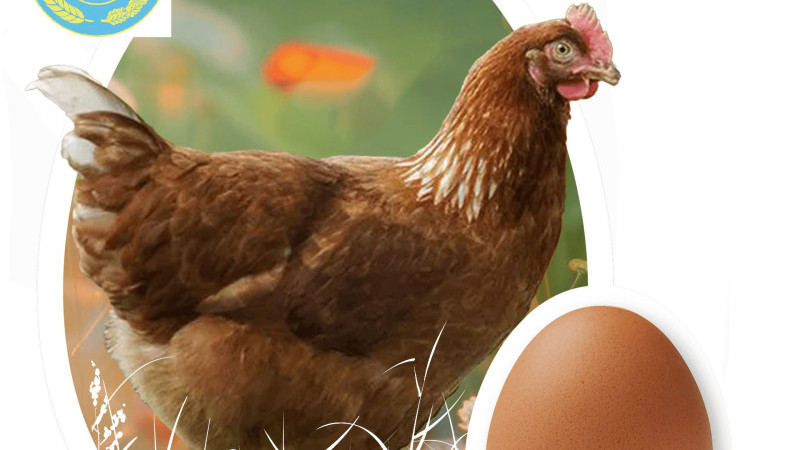 Ziraat Odası Kümes Hayvanı Siparişleri Devam Ediyor