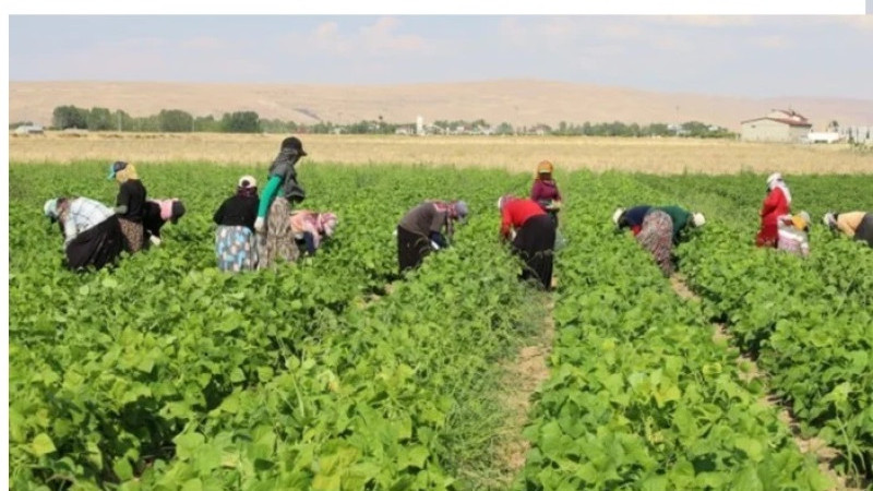 Gülşehir’de Tarım İşçilerinin Günlük Yevmiyesi Belli Oldu