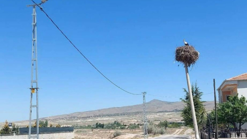 Gülşehir’deki O Elektrik Direği, Leyleklere Hediye Edildi