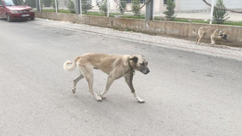 Gülşehir’de Sahipsiz Sokak Köpekleri Toplanıyor