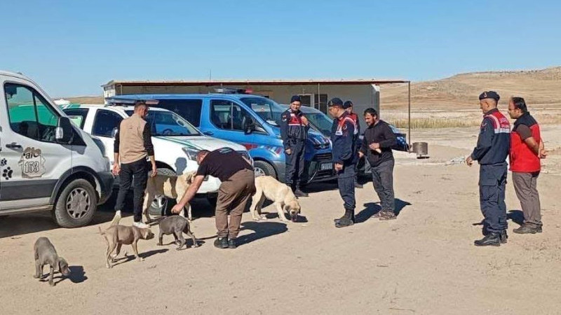 Jandarma Ekipleri Gülşehir’de Yasaklı Irk 8 Köpek Ele Geçirdi