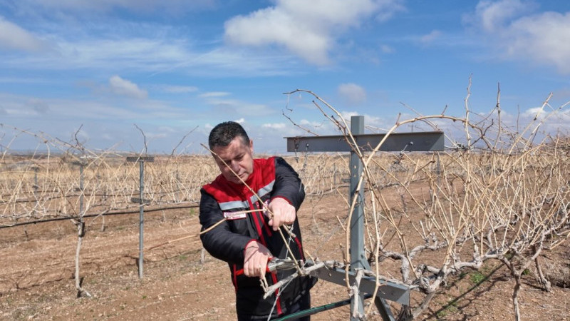 Bağlarda Sezon Başladı: Üretici Budama Mesaisinde