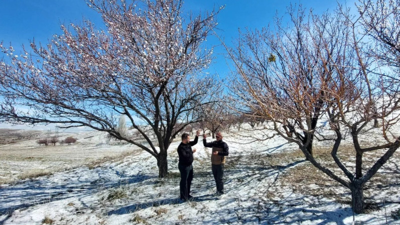 Gülşehir’de Zirai Don Alarmı: Ekipler Teyakkuzda