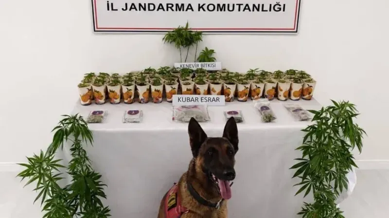 Jandarma’dan Hacıbektaş’ta Eş Zamanlı Narkotik Operasyonu: 5 Gözaltı